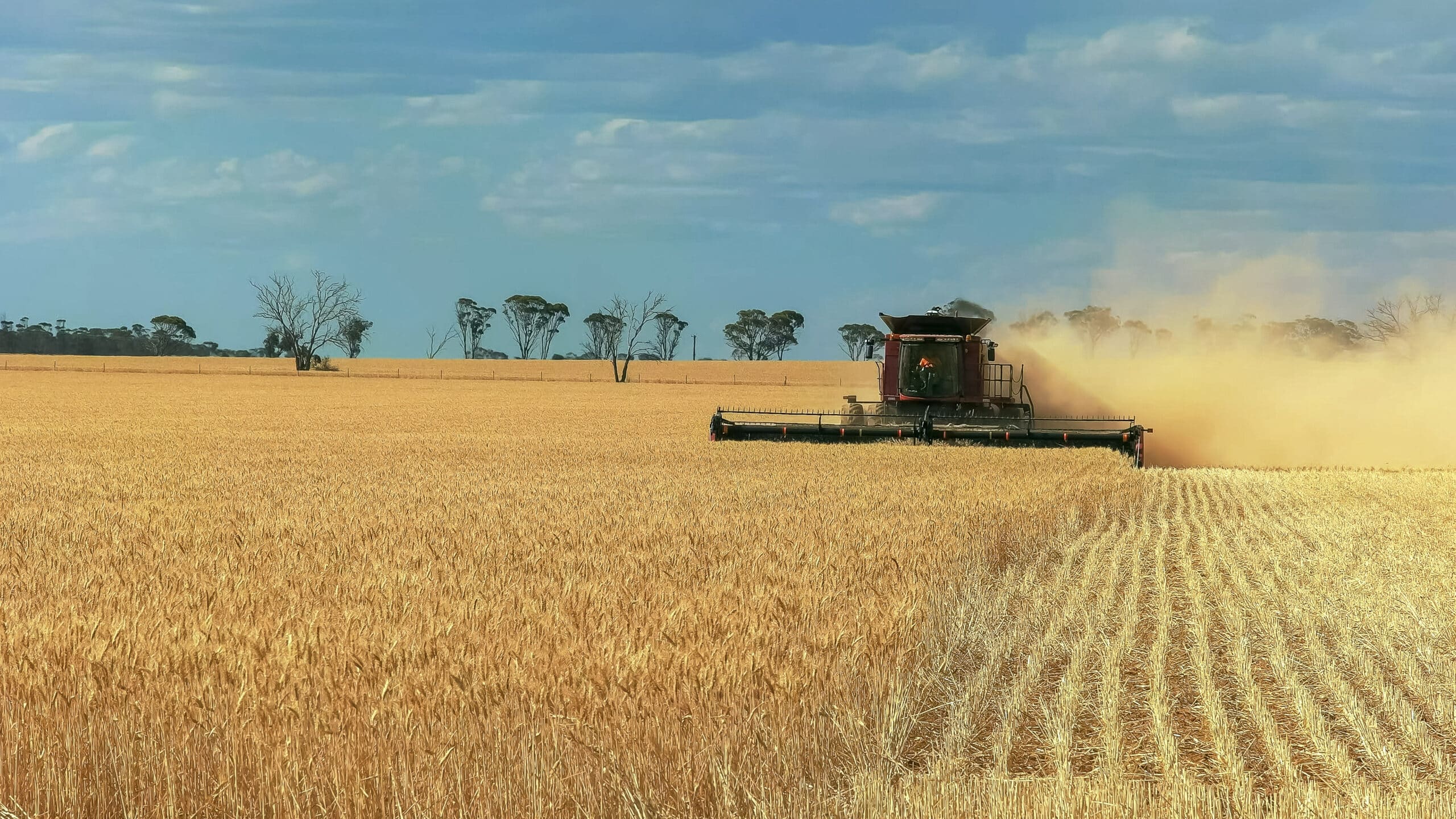 a header is used on a western australian wheat farm to harvest ripe grain